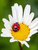 Animation nature. Balade botanique et sensible