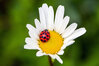 Animation nature. Balade botanique et sensible